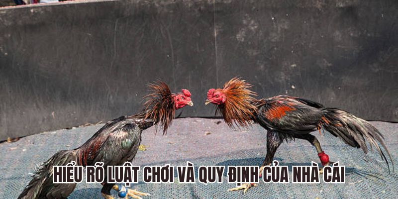 Hiểu rõ luật cược đá gà Fun88 và quy định của nhà cái