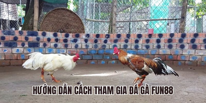 Hướng dẫn cách tham gia đá gà Fun88