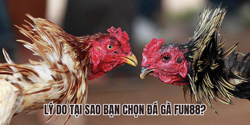 Lý do tại sao bạn chọn đá gà Fun88?